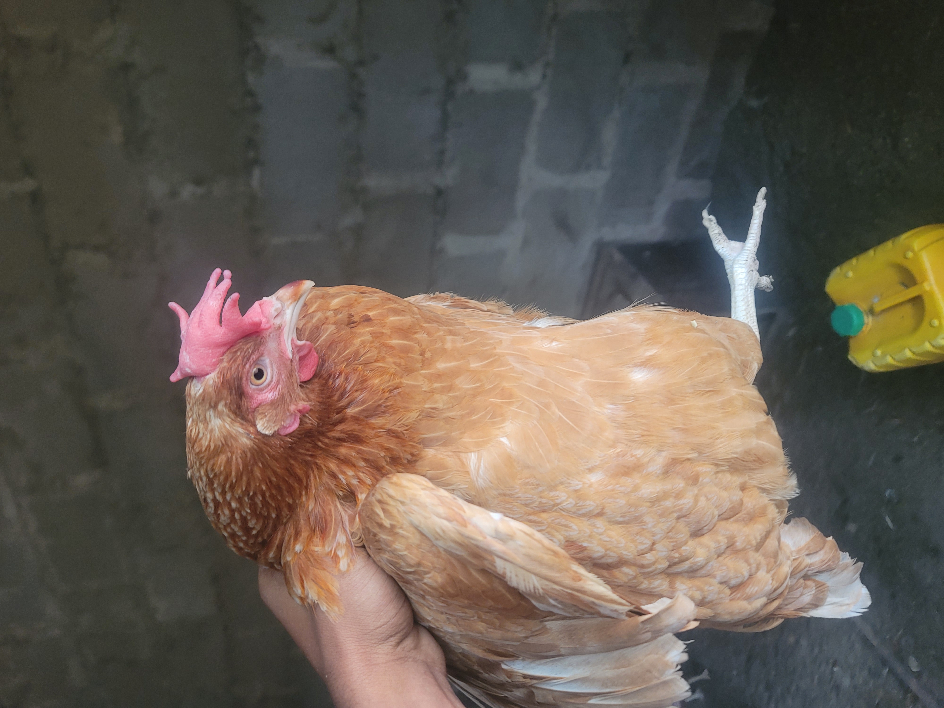CHICKEN LAYERS 18MONTHS OLD  FOR MEAT